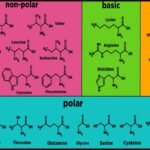leucine and lysine
